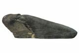 Partial, Fossil Megalodon Tooth Paper Weight #144430-1